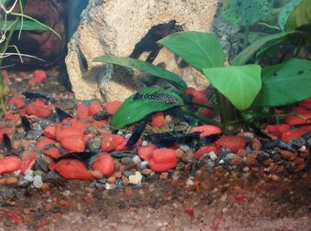🦐KREVETKY🦐 Neocaridina 💙Blue Dream💙 - 5