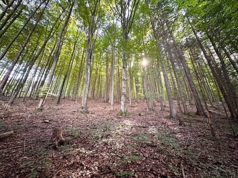 16.500 m2 LES, podiel 1/1, Petrovice (Bytča) - 5