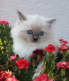 Ragdoll - láska na celý život - 5