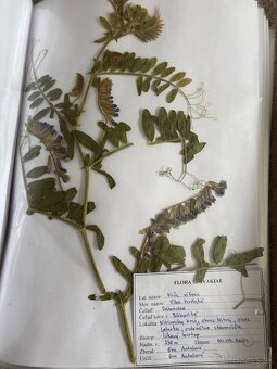 Herbár rastlín - 5