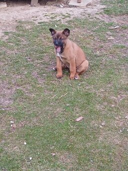 Predám Belgický ovčiak  sučku - 5