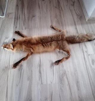 Liška práva kožušina - 5