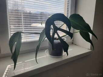 Monstera Burle Marx Flame - 5