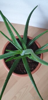 Aloe veľká - 5