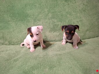 Jack russell teriér - 5