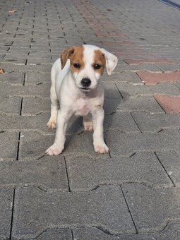 Jack russel šteniatka - 5