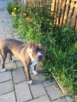 American bully xxl - 5
