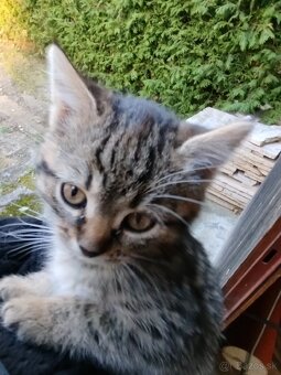 Darujem dve mačičky - 5