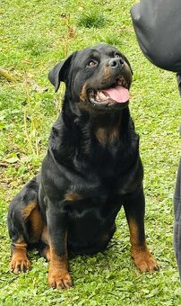 Na predaj šteniatka Rottweilera 🐶Eladó rottweiler kiskutyá - 5