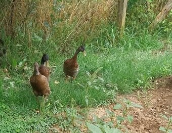 Na predaj cholmogorské húsatá + pižmové a indické kačky - 5