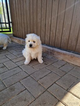 Slovenský Čuvac - 5