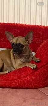 Čivava krátkosrstá - 5