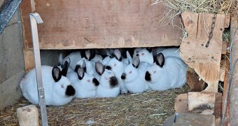 Kalifornský králik - 5