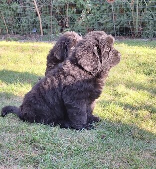 Novofundlandský pes - 5