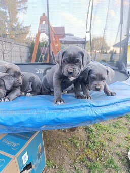 Cane corso modré šteniatka - 5