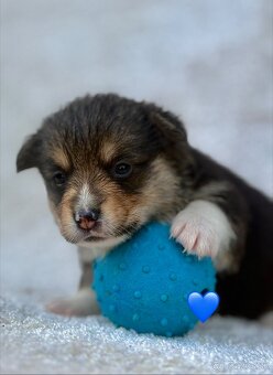 Corgi - 5