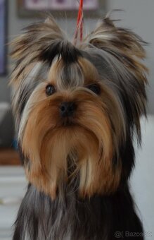 Yorkshire Terrier s PP - 5