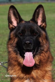 Šteniatka nemeckého ovčiaka s PP - 5