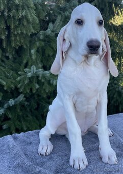 Porcelaine – štěniatko s PP - 5