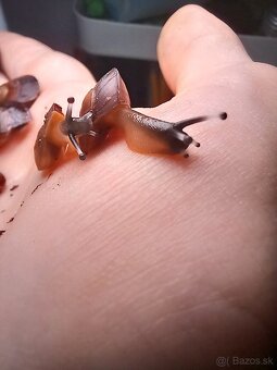 Africký slimák - 5