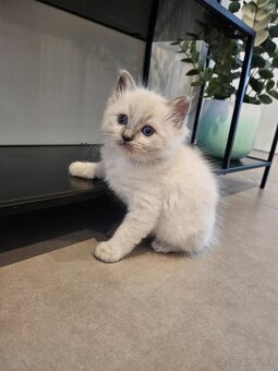 Ragdoll mačiatka - 5