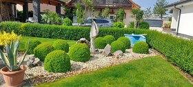 Predam buxus-kruspan - 5