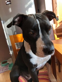 Americký Stafford - 5