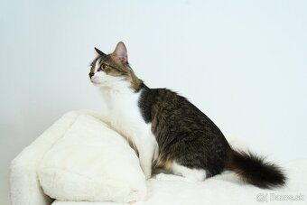 MONTY hľadá domov - 5