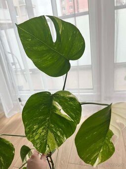 Monstera Albo Variegata - 5
