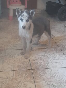 Šteniatka sibírsky husky - 5