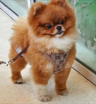 Pomeranian mini šable - 5