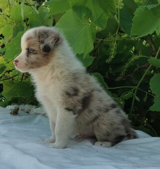 Border Collie, kolia - 5