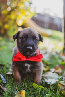 Šteniatka belgický ovčiak malinois s PP - 5