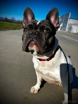 Predám fran.Buldočka - 5