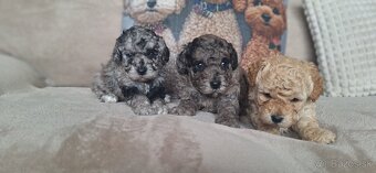 Trpaslíci pudel - 5