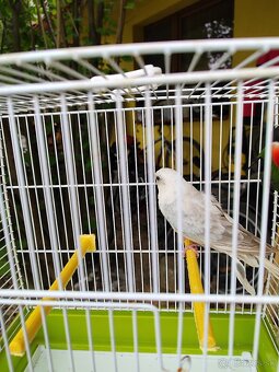 Predám agapornis, papagáj spevavý - 5
