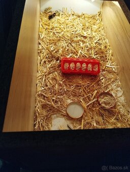Predám odchovnu pre kuriatka - 5