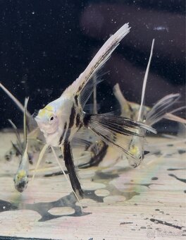 🐠 Skalár biely – Marble Longfin (mladé) - 5