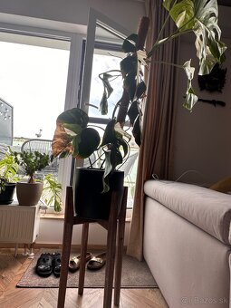 Monstera albo - 5
