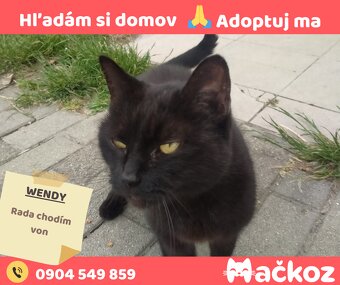 WENDY - Darujem mačičku / Darujem mačku - 5
