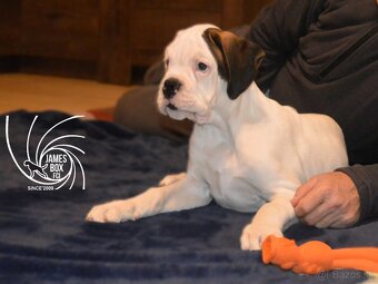 Nemecký boxer- šteniatko s PP - 5