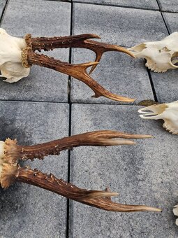 Zhody, srnčie trofeje. Trofej - 5