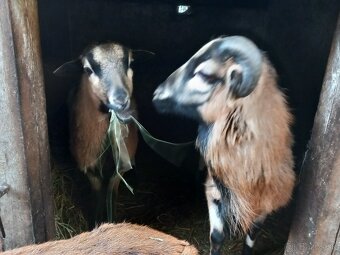 Kamerunske ovečky - 5