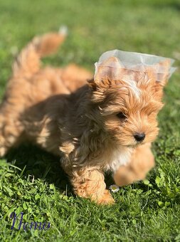 Golddust Yorkshire Terrier - 5