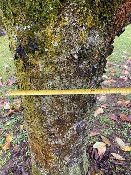 Orechové drevo  Čerešňove drevo - 5