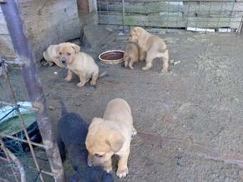 Darujeme rozkošné šteniatka - 5