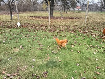 Predám Kohúty Oravka Hnedá a Vlaška Jarabičia - 5