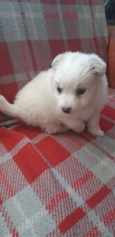 Mám na predaj Fenku  japonského  špica - 5