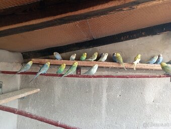 Predám vtákov. - 5