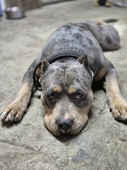 American Bully s PP,ABKC - 5